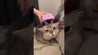 cat getting a massage