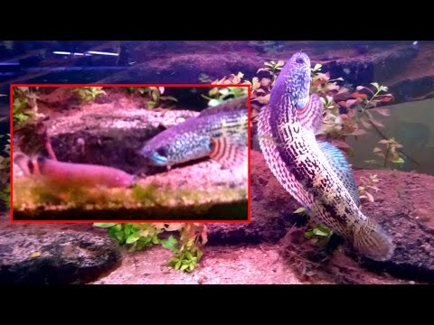 Snakehead vs Electric Catfish