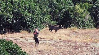 Aksiyon Dolu Yaban Domuzu Avı / Action-Packed Boar Hunt