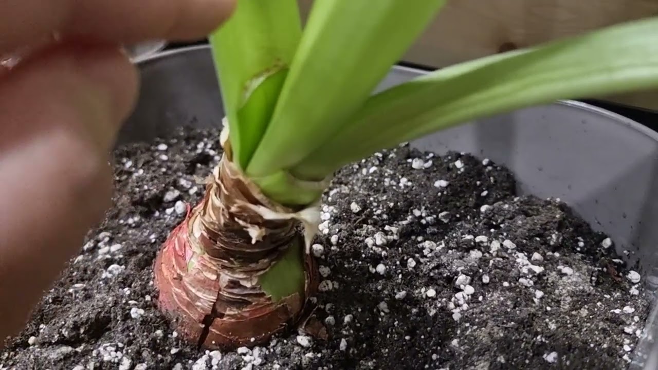 про листья с цветопочками и про полив гиппеаструмов