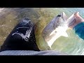 Fly Rod in the Gulf of Thailand, Queenfish, April 2014