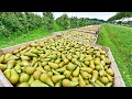 How To Harvest Pears? - Pears Harvesting & Pears Farming - Pears Agriculture Technology