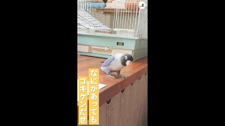 遊んでいたオモチャを、落としてしまったインコ → インコが見せた反応が、ポジティブすぎた♪ #Shorts