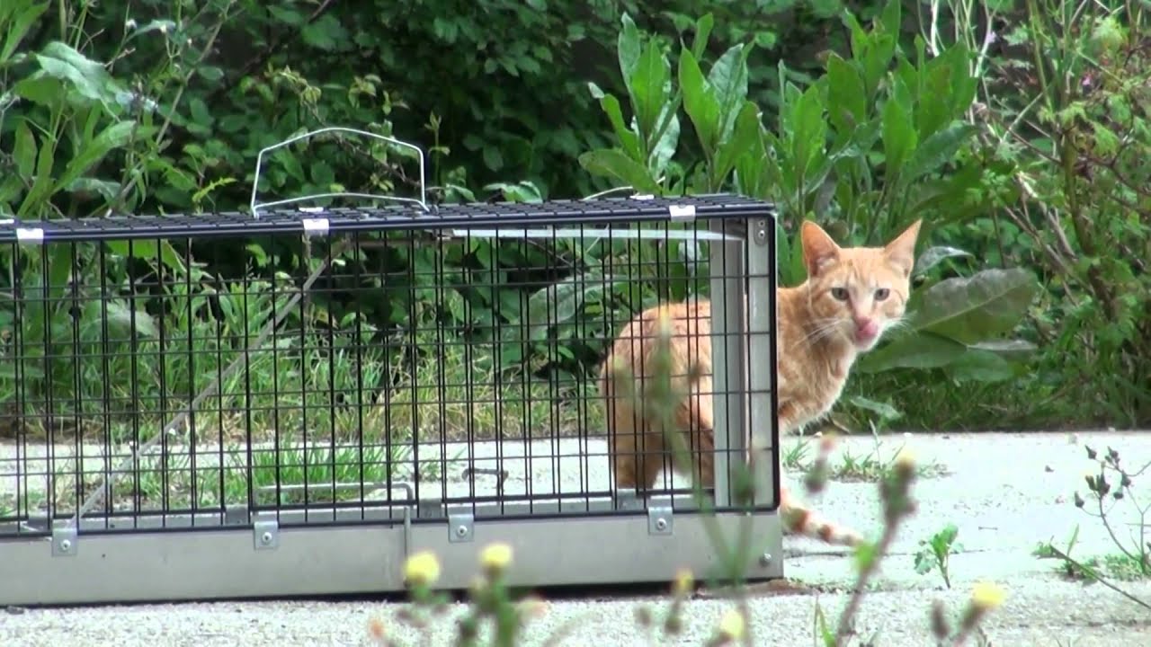 Como ahuyentar gatos