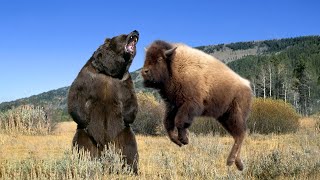 Bear Vs Bison  Fast And Furious