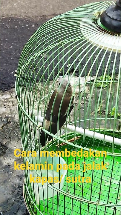Jalak kapas Jantan dan betina, begini cara membedakannya