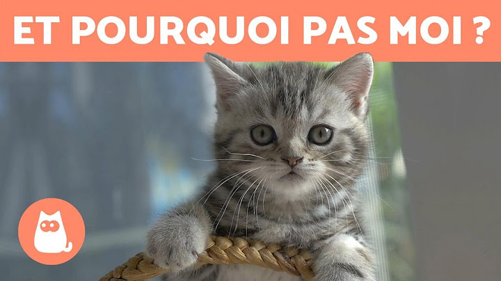 Is it better to adopt a MALE or FEMALE CAT? 🐱 DIFFERENCES