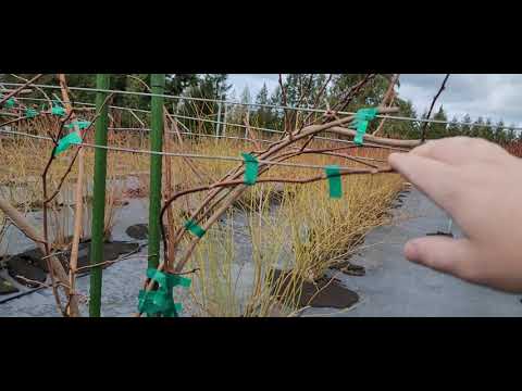 Video: Kivi aukstam klimatam: izturīgie kivi vīnogulāji 4. zonas dārziem