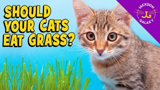 The Scoop on Cats and Grass: Is it safe? Is it healthy?