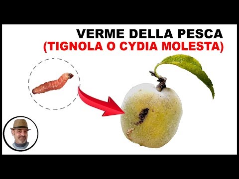 Video: Sintomi della falena della frutta della pesca: trattare una pesca con le falene della frutta orientale