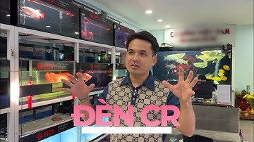 Định nghĩa về cách ĐÁNH ĐÈN CHO CÁ, xin thưa "Không có 1 khái niệm nào cả, ae cứ chơi gì mình thích"