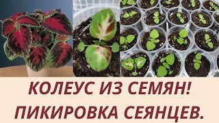 Колеус . Как правильно пикировать колеус.Сроки пикировки. Какой грут и емкость выбрать.