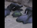 The elephant family that fell into the well | 井戸に落ちたゾウの家族 | Elephant | Wildlife | Animals #shorts