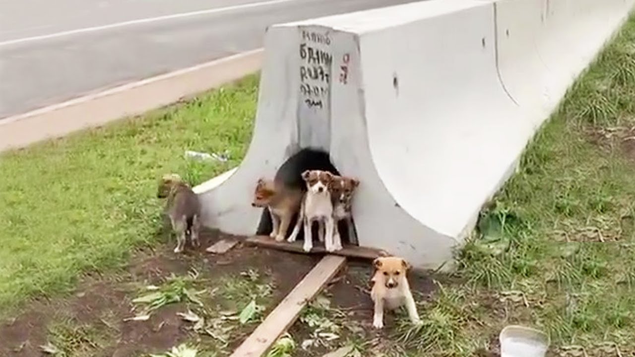 Next to the highway, hungry puppies waiting for their mom to return in ...