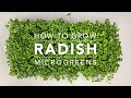 How to grow radish microgreens