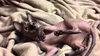 Purple collar 11 weeks old by ScantilyCladSphynx 53 views 10 years ago 1 minute, 1 second