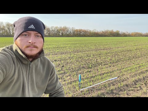 Winter wheat and rapeseed crop conditions after severe frosts in the south. Yield prospects.