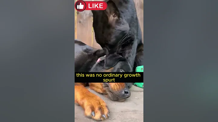 Video 7716931: siberian forest cat, siberian cat breed, forest cat cute, cats catlover facts, cats catlover dog