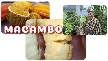 Cây Macambo | 0386569374 - Ngọc Ngân Bến Tre | Chuyên cây độc lạ