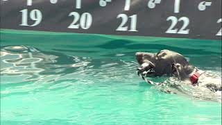 The 2021 Purina Pro Plan Incredible Dog Challenge 1st Place Results  Diving Dog Competition