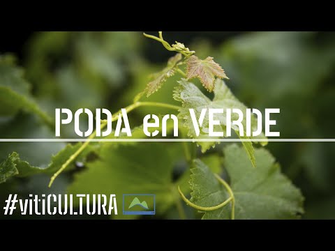 Video: Uvas: poda en verano y primavera