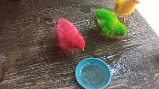 adorable colorful chicks ( anak ayam penuh warna yg menggemaskan )