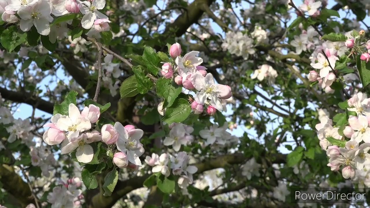 Chants d'oiseaux pour se réveiller de bonne humeur, se reposer, étudier / Singing birds