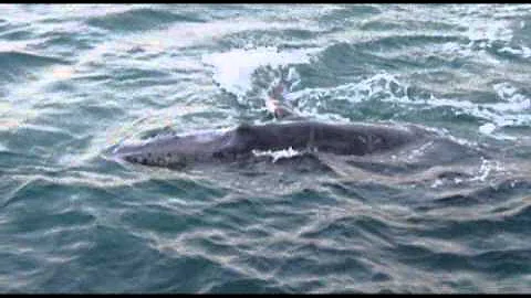 Humpback whale in the Kimberley