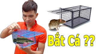 PHD | Bắt Cá Bằng Bẫy Chuột | Mouse Trap Fishing Experiment