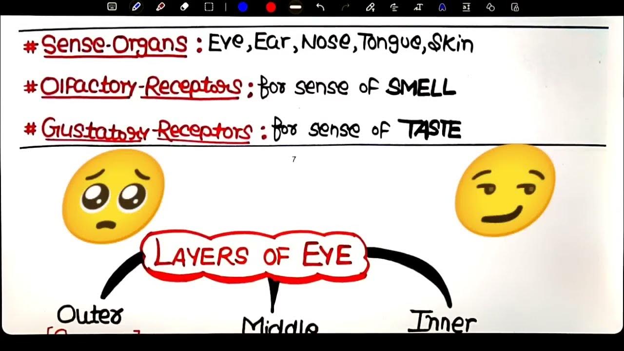 EYE & EAR NEET BIOLOGY SHORT REVISION JUST 30 MINUTES neet2024 pw 