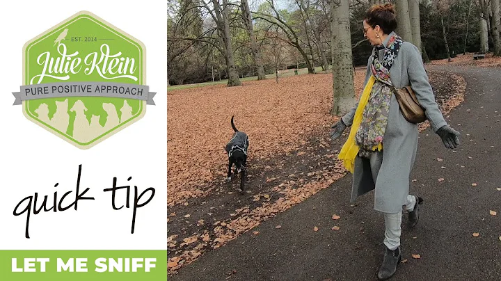 Dog Sniffing Everything On Walks - Is it OK?