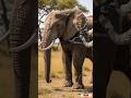 What If A Tiny Camera Mounted On A Elefant Let's See what Happened #shorts Ep 13 #fyp #viral #wild