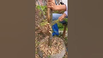 simple tool for threshing peanuts #shorts #farming #agriculture #garden