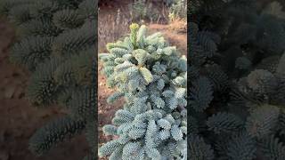 Abies pinsapo „Horstmann“ - карликовая форма испанской пихты 🌿 #garden #хвойные #пихта