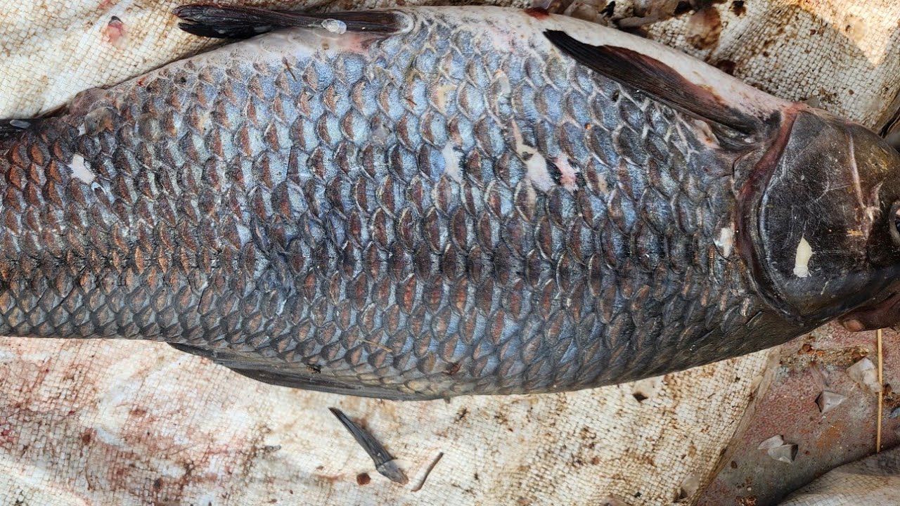 Rawa Rawa Fish Big size fish cutting skills|| 3 kg rawa fish cleaning🐟🐟🦈 - YouTube