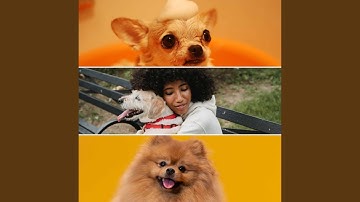 Pulsating Ambience for Puppies and Babies