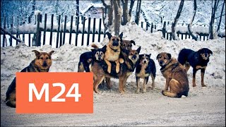 Стая бродячих собак напала на людей в Подмосковье - Москва 24 Стая бродячих собак напала на людей в Подмосковье - Москва 24