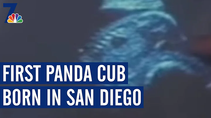 San Diego Panda Gives Birth to First Cub in U.S. (...