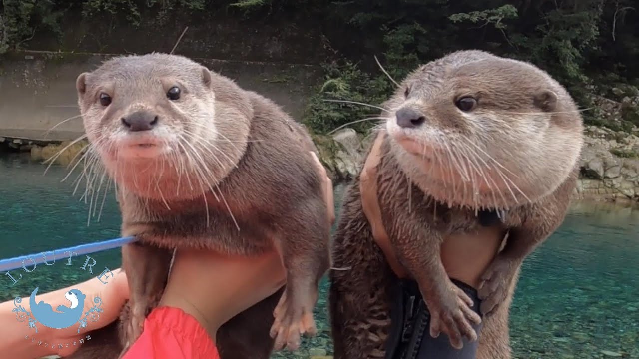 カワウソこむぎ、ついにアティ隊長と一緒に泳ぐ！！ Otter Komugi swim with Captain Aty!! - YouTube