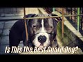 why so many brazilians choose a pit bull as a guard dog
