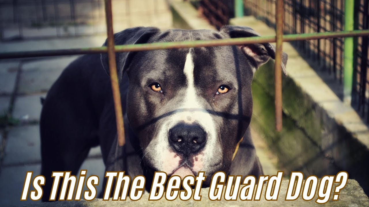 Почему так много бразильцев выбирают питбуля в качестве сторожевой собаки?