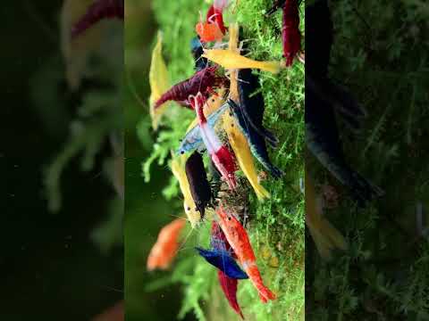 Wonderful Shrimp Mix