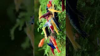 Wonderful Shrimp Mix