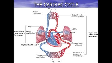 GCSE PE Revision- The Cardiac Cycle Paper 1 Cardiovascular System