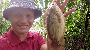 Được ngày mai mắn câu nhấp cá rô đồng mùa nước nổi  ]