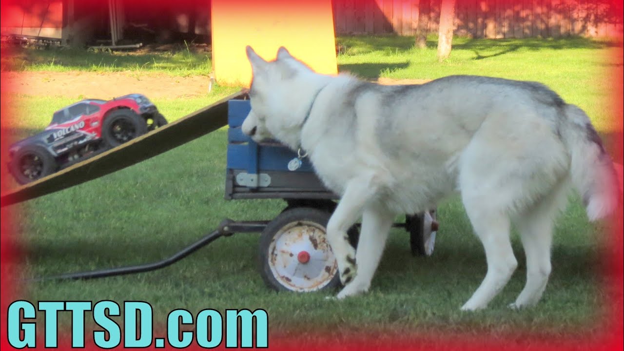 HUSKY PUPPY vs RC CAR