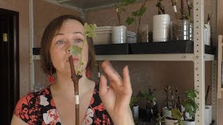 видео: Уход за молодыми саженцами винограда. Вопросы. Проблемы картинка: Уход за молодыми саженцами винограда. Вопросы. Проблемы