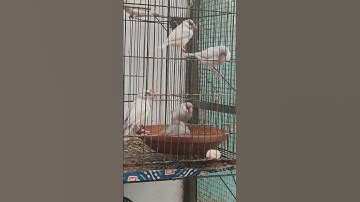 java bird#silverjava #whitejava#birds#hot #shortvideo#viralvideo