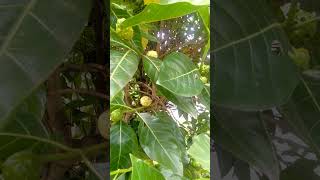 Morinda Tree