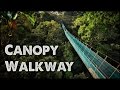 World's Largest Rainforest Canopy Walkway - Virtual Tour